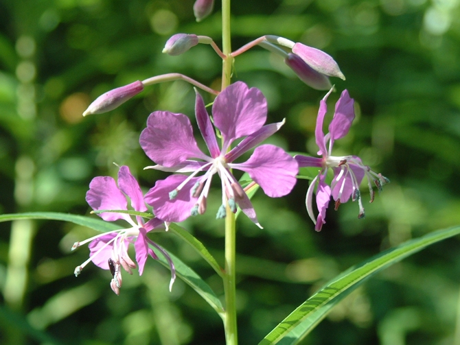 Chamaenerion angustifolium (ex Epilobium angustifolium) / Garofanino maggiore